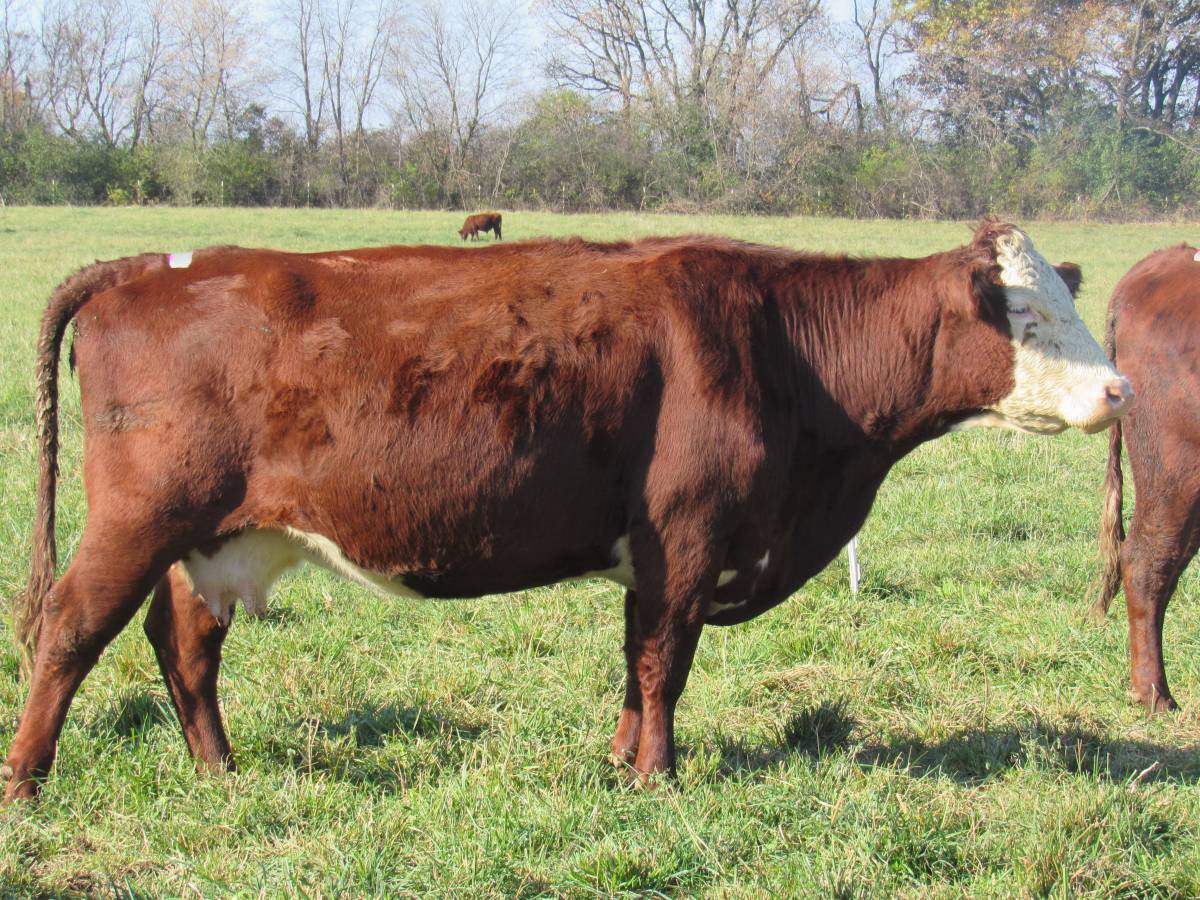 Red Devon Cross Cows and Heifers for Sale | Abiding Acres Farm ...